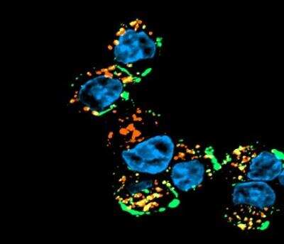Immunocytochemistry/Immunofluorescence: Goat anti-Mouse IgG Fc Secondary Antibody [DyLight 680] [NBP1-72880] - The cell line was stained with 488 (green) and 680 (red) secondary antibodies for 30min at RT. Image from verified customer review. 